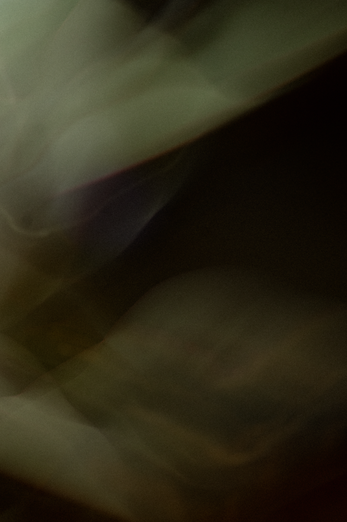 ÁRBOL DE HULE (CASTILLA ELASTICAM)