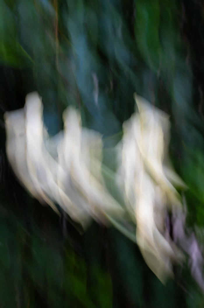 HUELE DE NOCHE (CESTRUM NOCTURNUM)