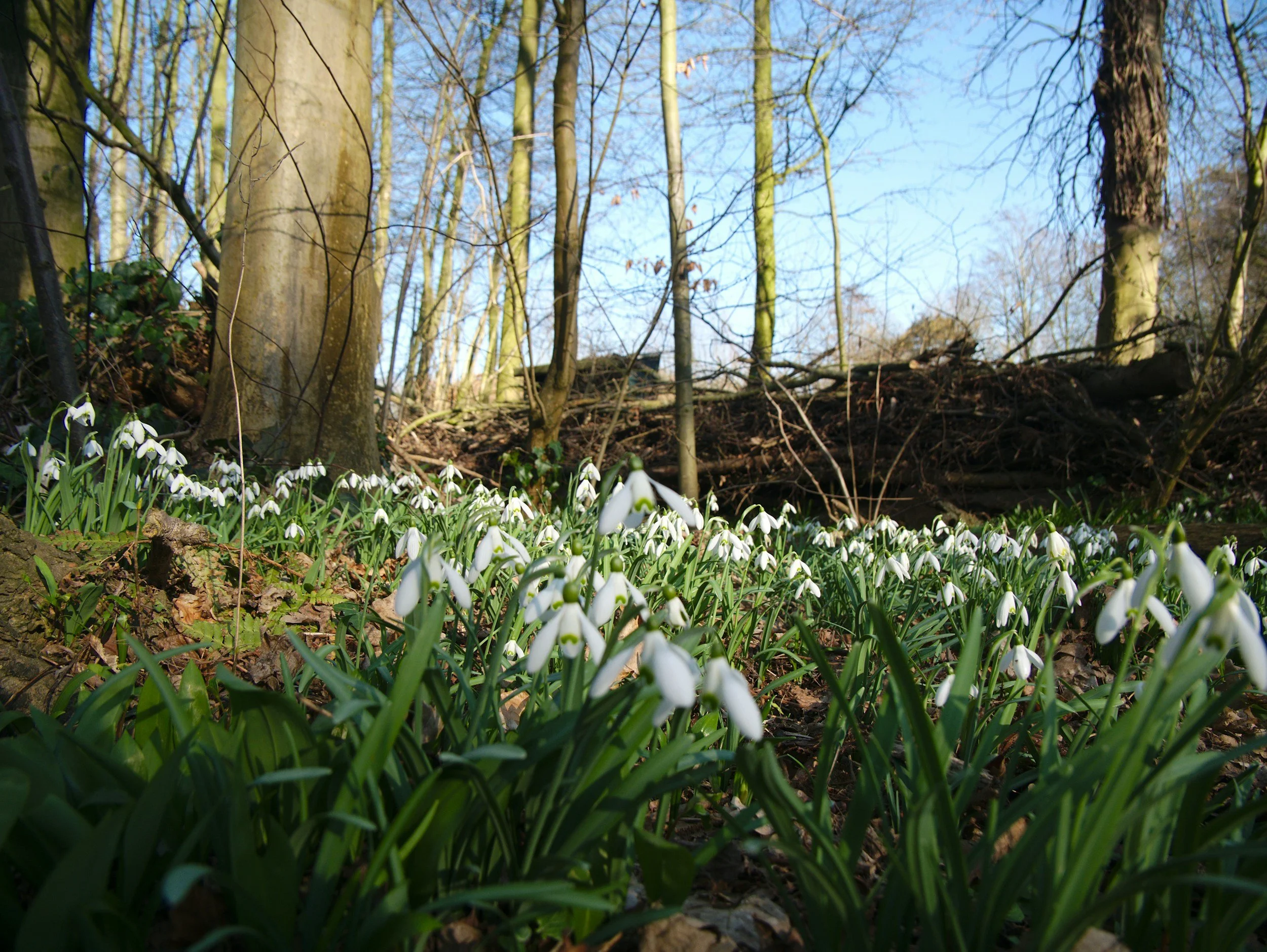 Snowdrop Season in the Cotswolds: A February Escape Worth Wrapping Up For
