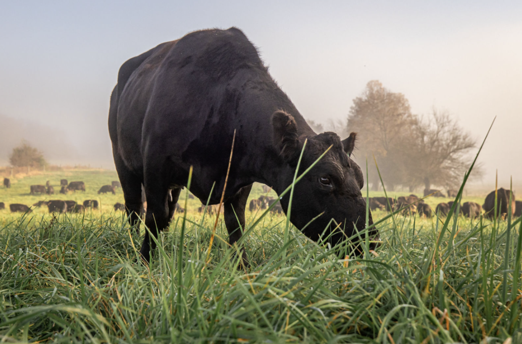 why grass-finished beef matters