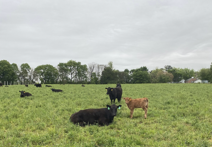 Calving Season: New Life on the Farm
