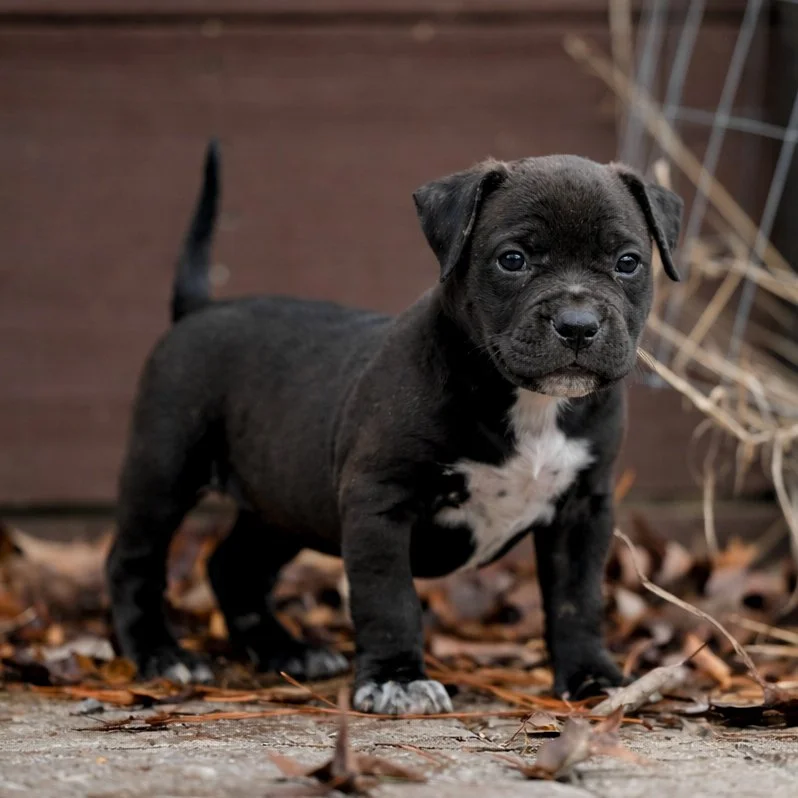 A sleeping puppy lying on a dark surface with blurred greenery and warm lights in the background. The words 'Newette' and '27 Bullies, LLC' are written on the image.