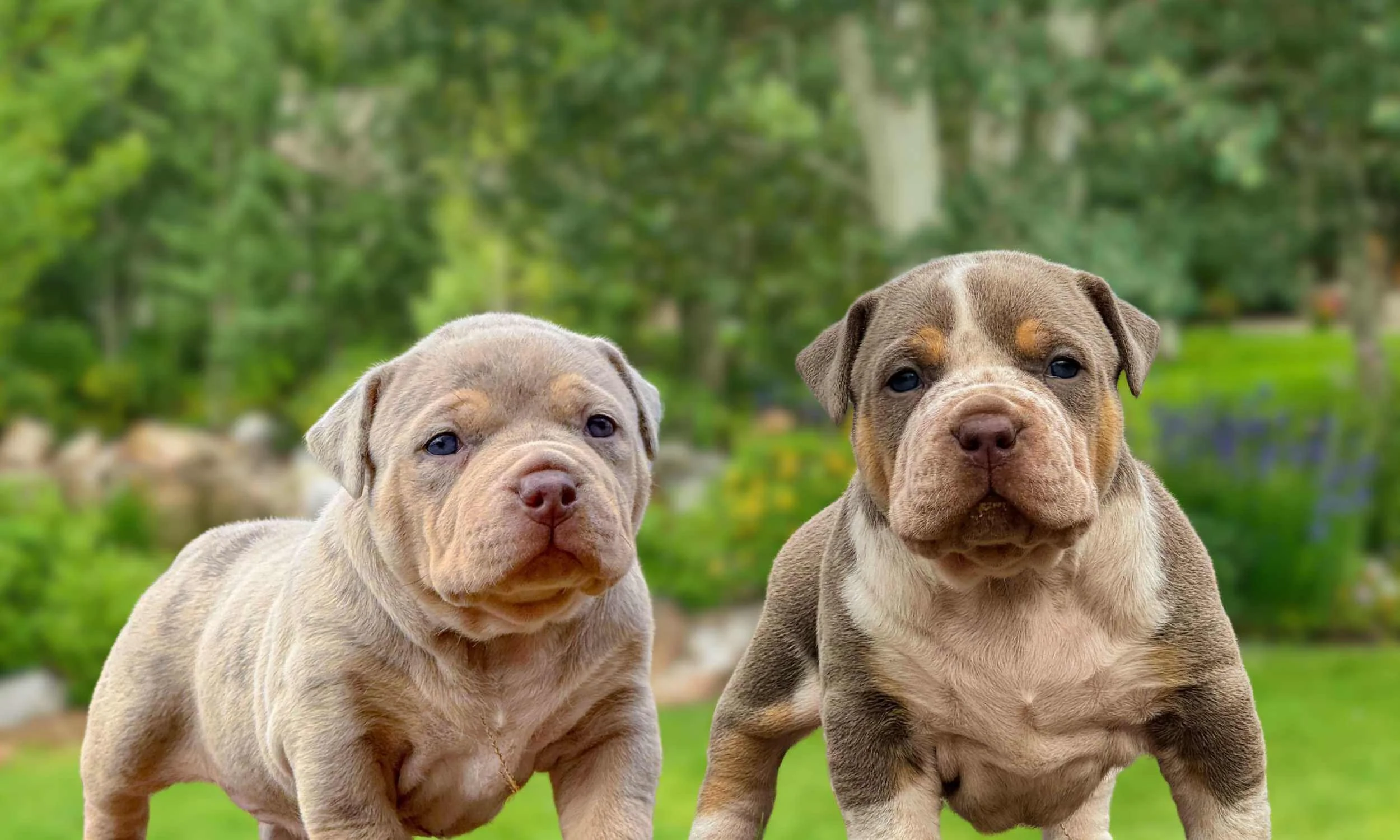 available puppies group.jpg