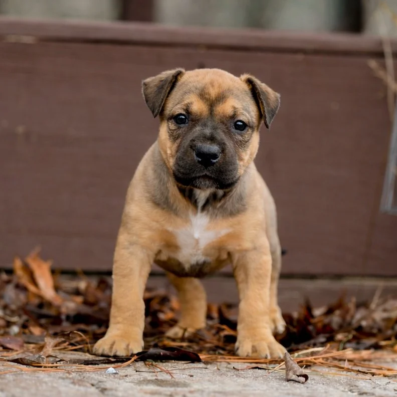 A sleeping puppy lying on a soft surface with blurred nighttime Christmas lights in the background. Handwritten text in pink says 'Holly Whaville' and yellow text reads '27 Bullies, LLC.'