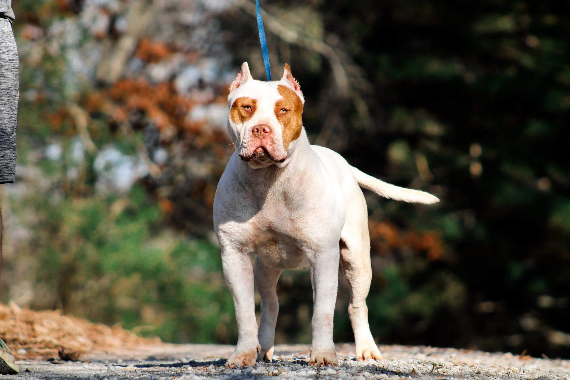 A white and brown pit bull standing outdoors on a dirt path with fallen leaves and trees in the background, with the word 'MYSTIQUE' in large white letters at the bottom.
