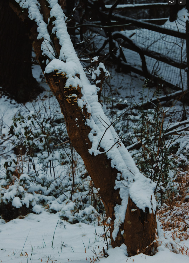 Branch with snow