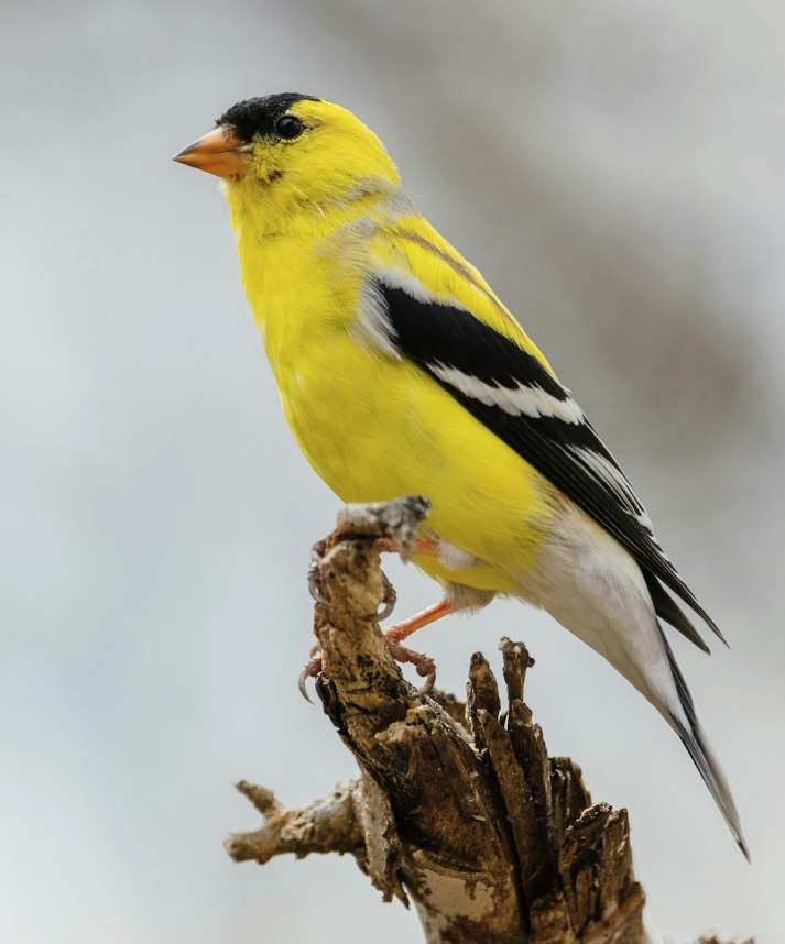 Yellow finch on a branch.