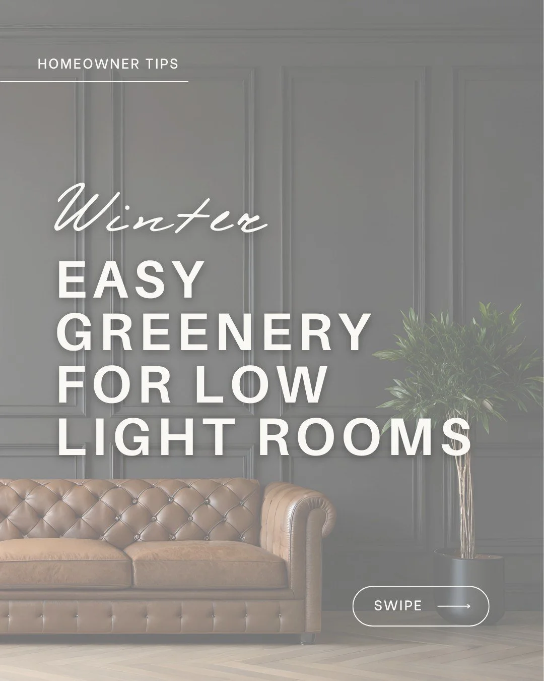 Winter light can be tricky, especially in New England homes 🌥️

Low-light houseplants are an easy way to add warmth, life, and calm to darker rooms during the winter months.

They soften corners, photograph beautifully, and make spaces feel more int