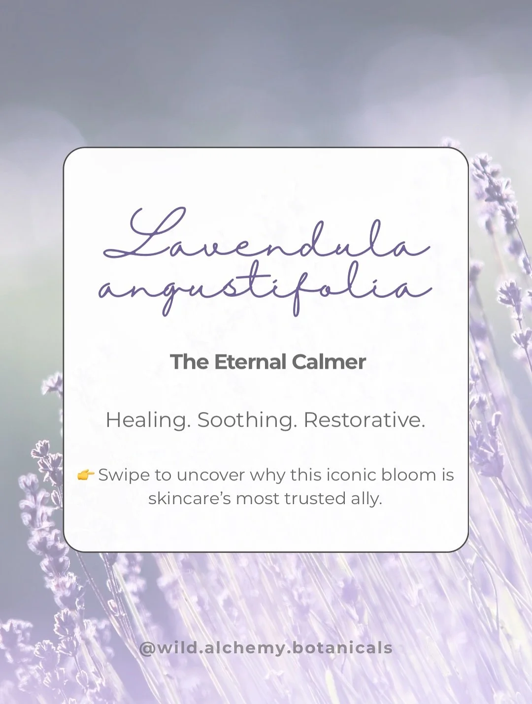 Lavandula angustifolia &mdash; the Eternal Calmer. 💜✨

More than a beloved scent, Lavender is one of nature&rsquo;s most powerful healers.

🌿 Anti-inflammatory &amp; soothing
🌿 Balances acne-prone or sensitive skin
🌿 Promotes healing of scars + b