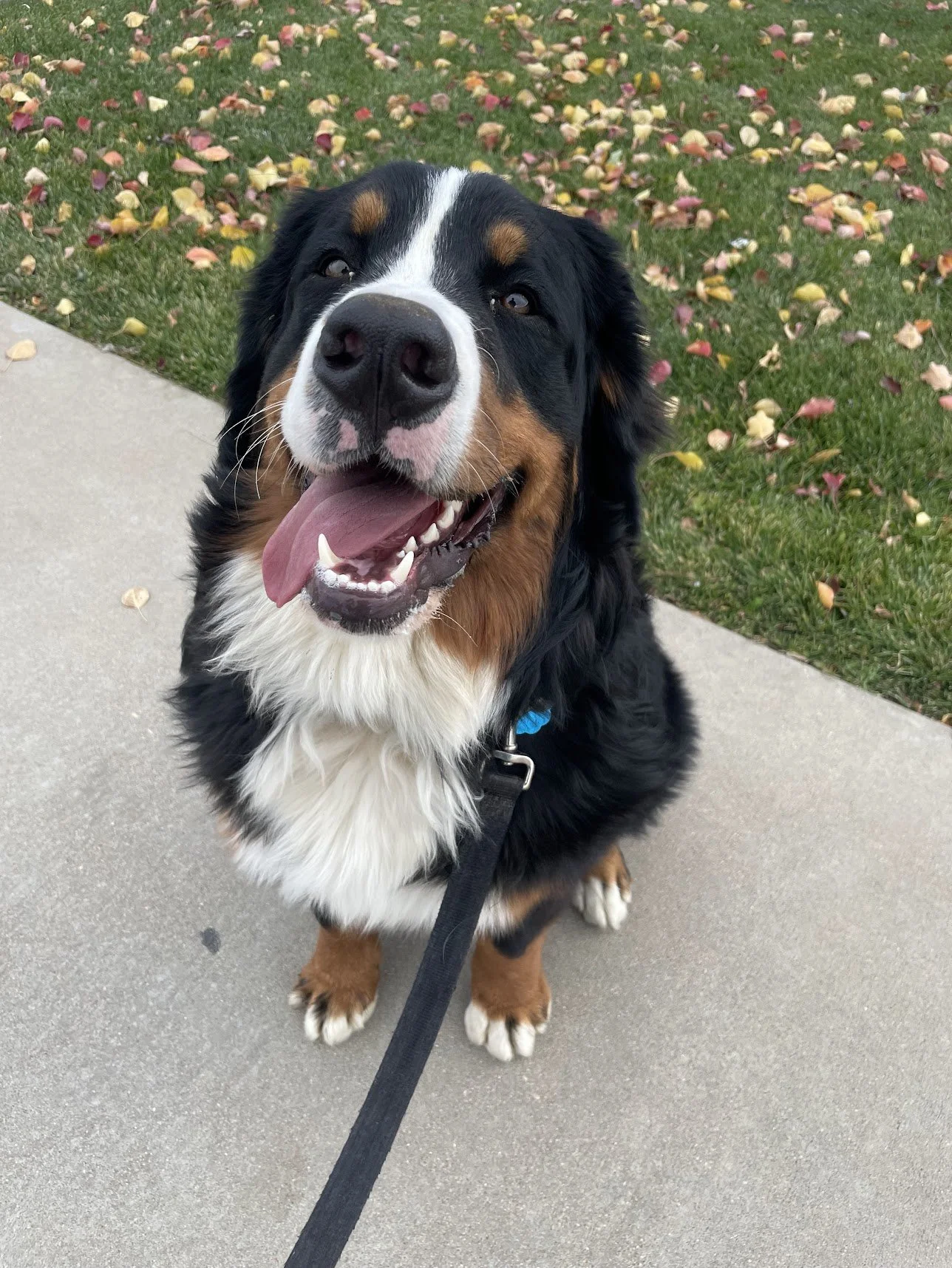 A happy Bernese Mountain Dog sitting on a concrete sidewalk with a leash, with a grassy area and fallen leaves behind it.