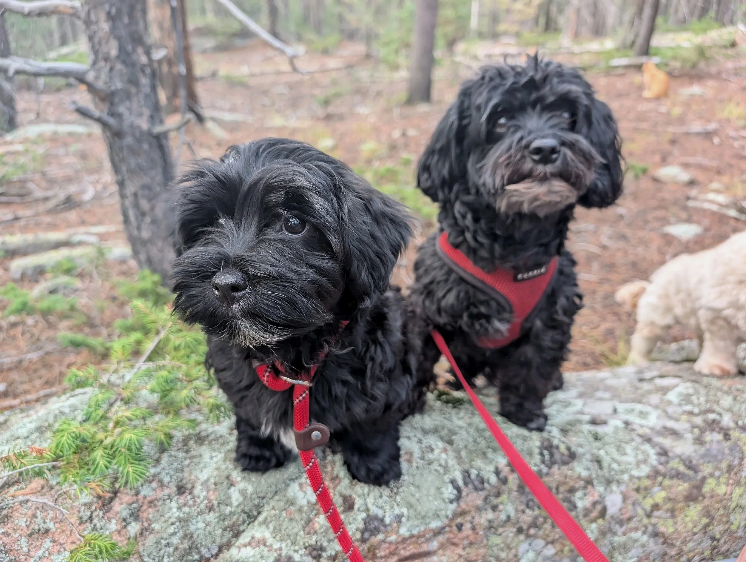Two black dogs in red leashes stand on a mossy rock, with a cat in the background.