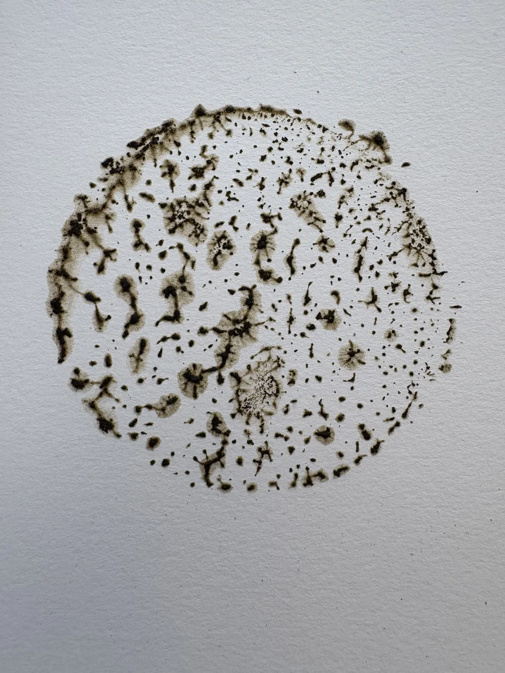 CHRISTIE JONES - KELP PAINTING 7.jpg