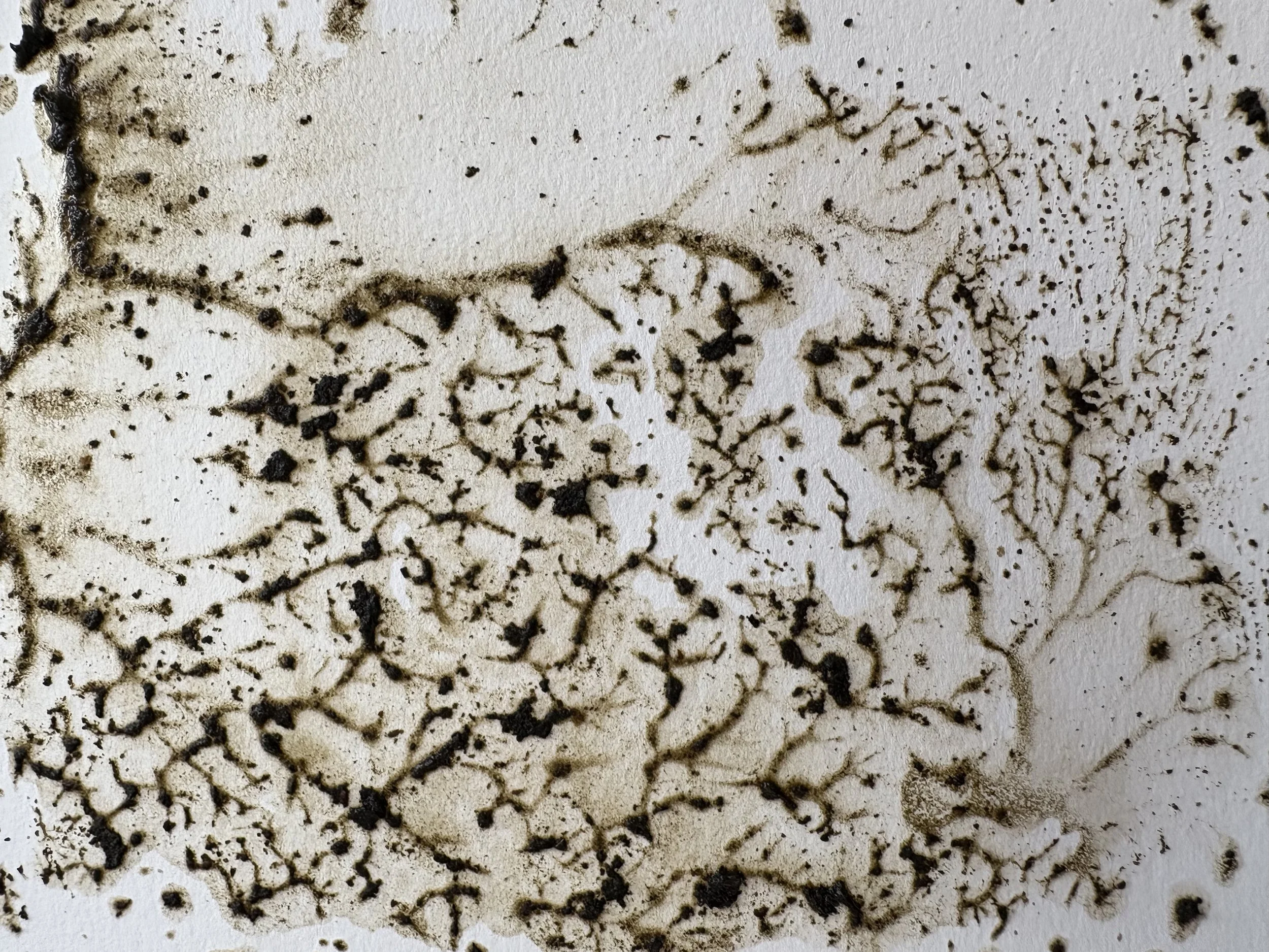 CHRISTIE JONES - KELP PAINTING 3.jpg