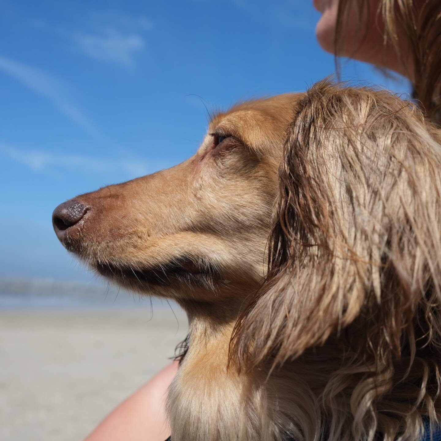 3,905 days with Leo Dorian Jones. On Thursday, January 22 he passed away peacefully in my arms at home. I am utterly heartbroken. My emotional support boy is gone and the hole he left in my heart and home is overwhelming.

Such a small dog made such 