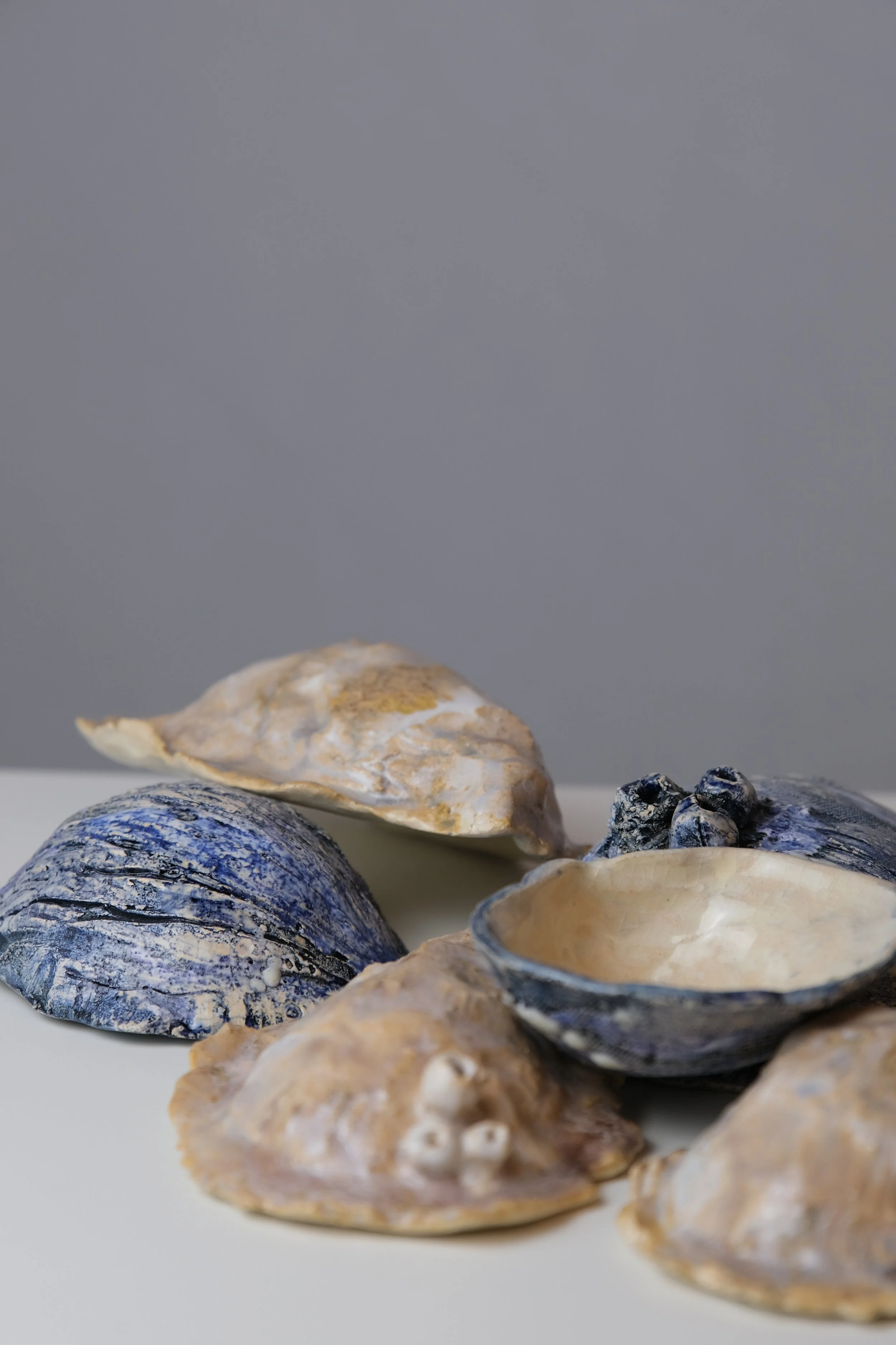 CHRISTIE JONES - VARIETY OF SHELLS.JPG