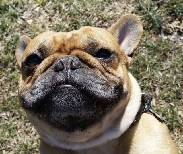 Walking Your Dog: An Important Endeavor