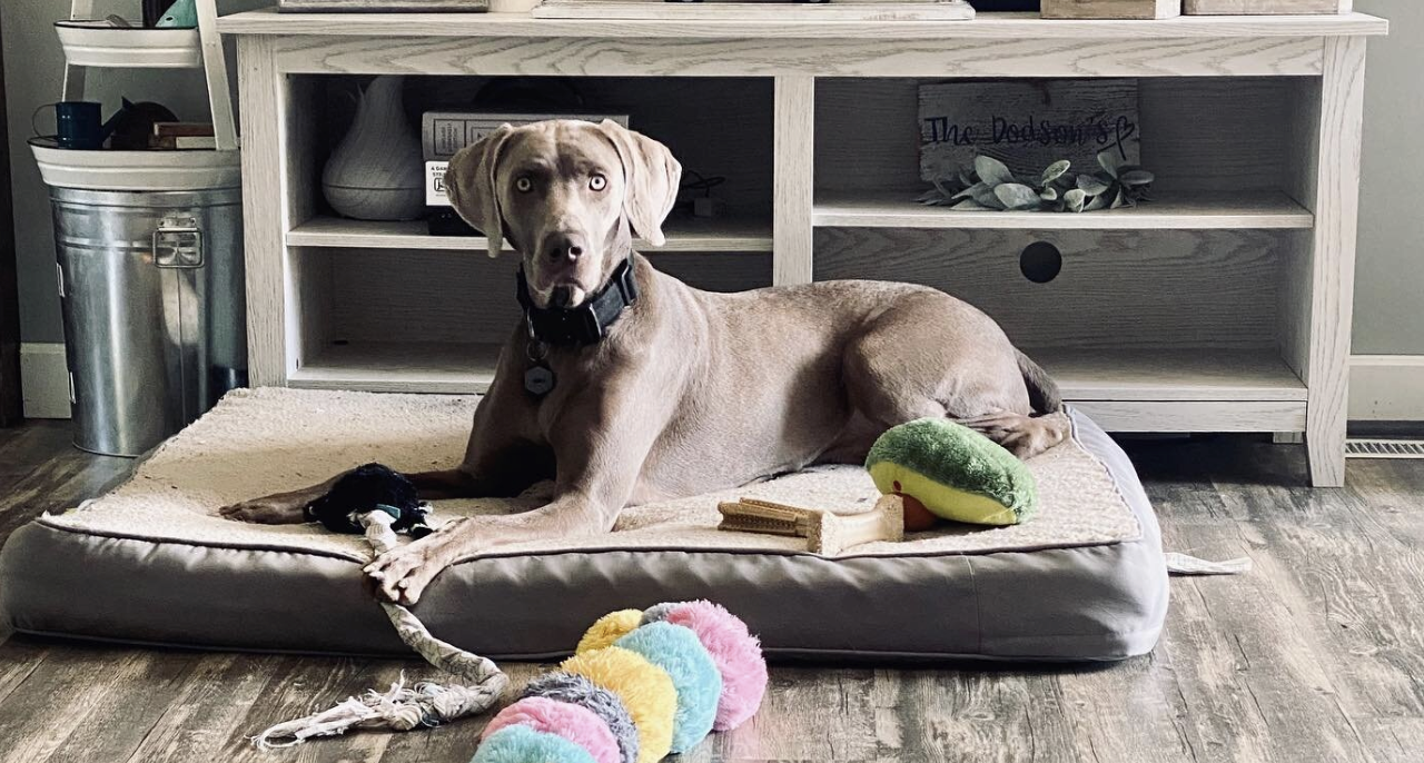 NOVEMBER 2021 Client Spotlight: Asher