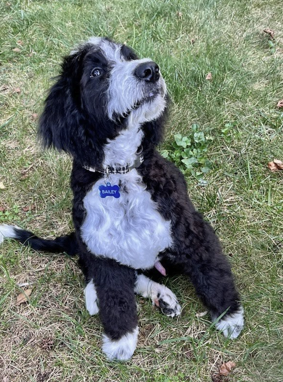 January 2023 Client Spotlight: Bailey