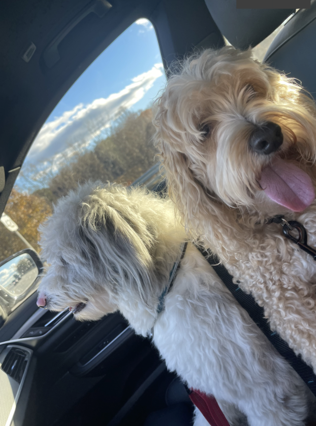 DECEMBER 2022 CLIENT SPOTLIGHT: BONDI AND TEDDY