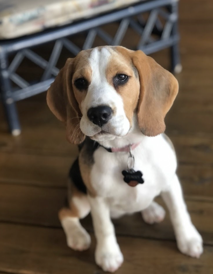 Client Spotlight: Penny