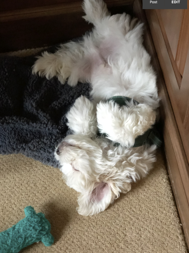 JULY 2022 Client Spotlight: Teddy