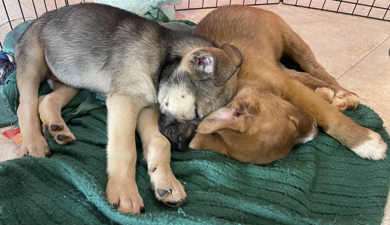 JUNE 2022 CLIENT SPOTLIGHT: Fostering-A Joy