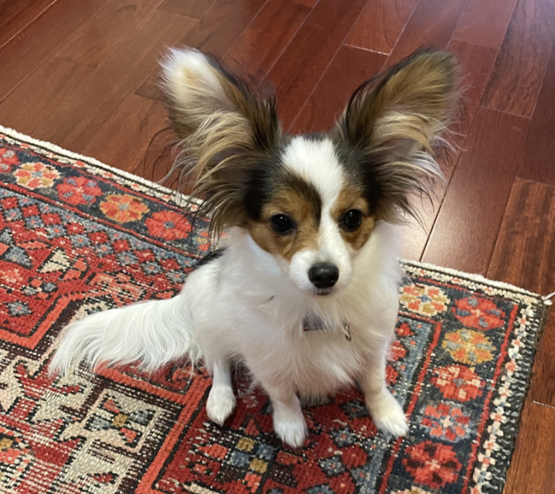 APRIL 2022 Client Spotlight: Poppy