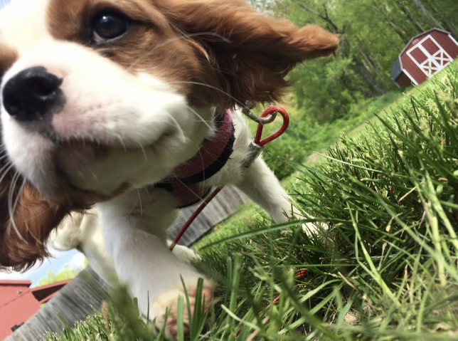 MARCH 2022 Client Spotlight: My Dog, Molly!