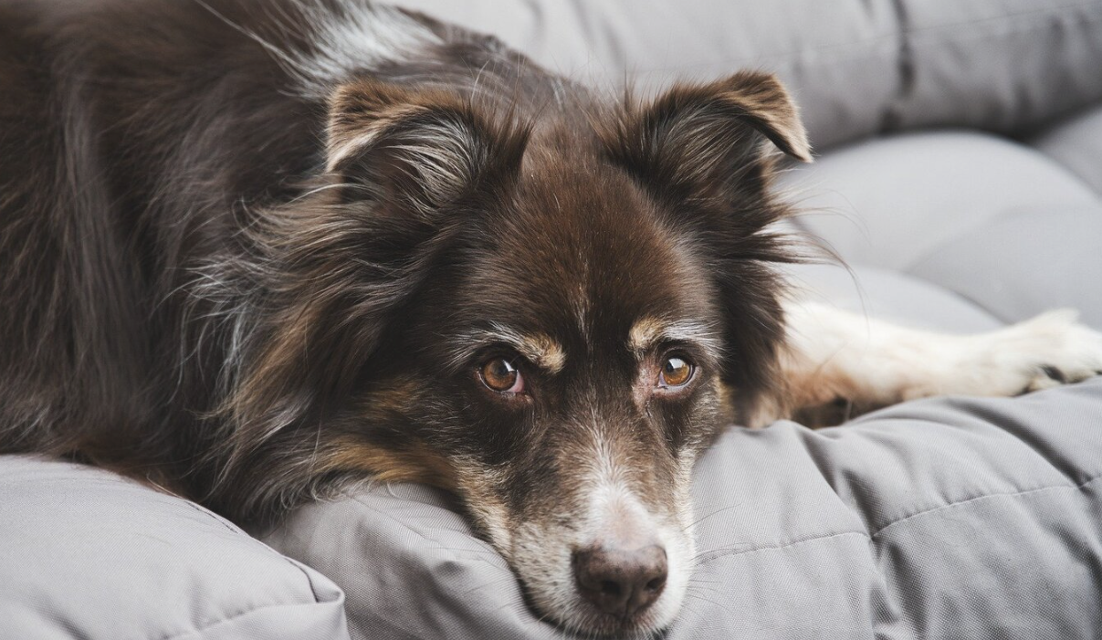 Breed Biases-Every Dog is Different