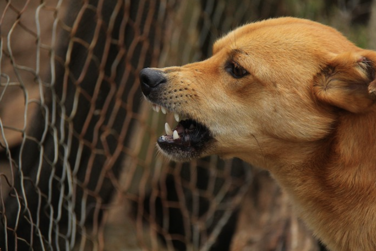 Counter-Conditioning and Desensitization- Taking Fear Out of the Equation