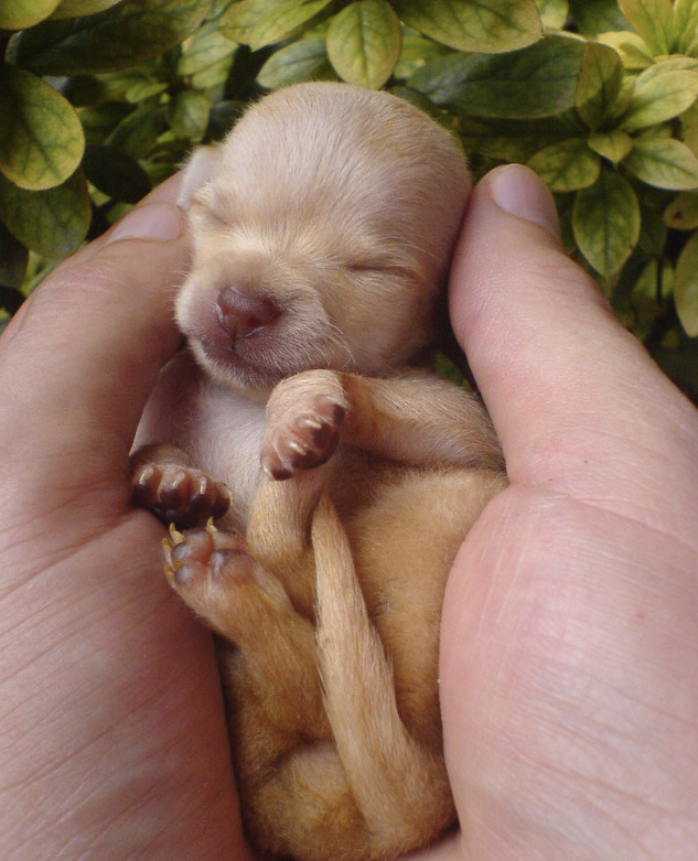 Puppy Body Handling and Why It’s Important