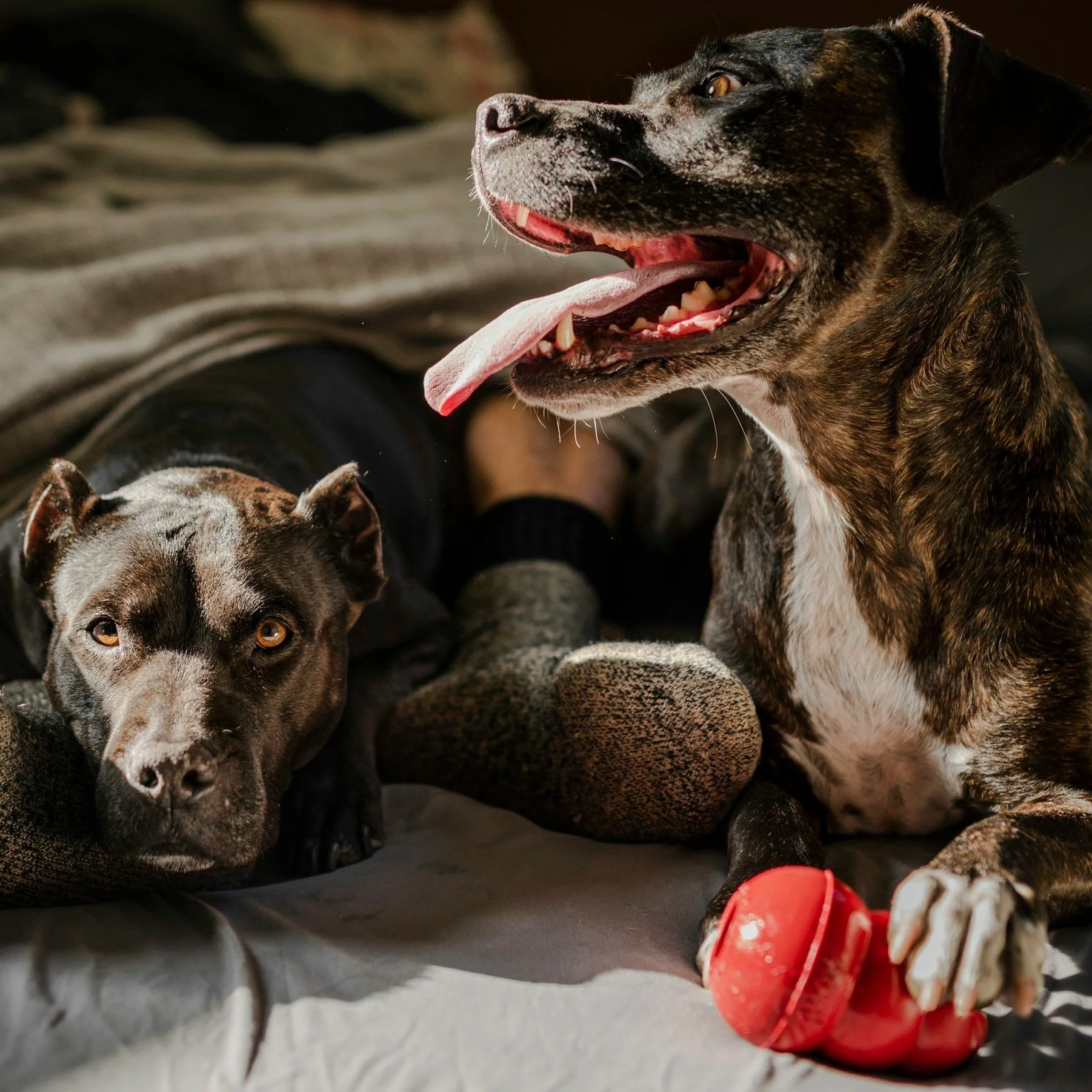 Introducing a Rescue