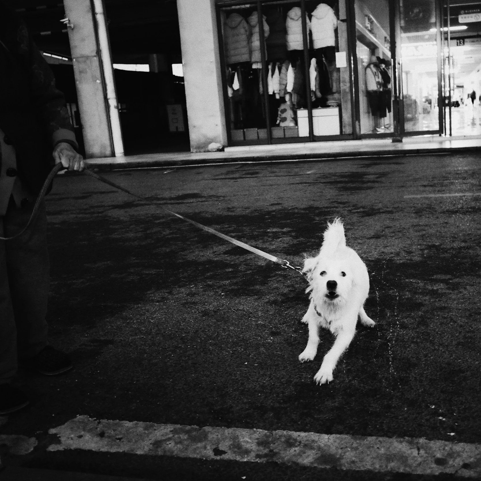 Vacationing with a Leash Reactive Dog