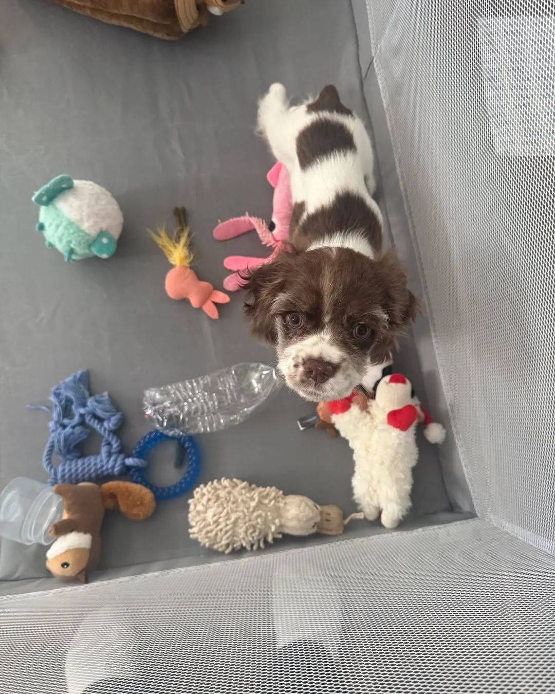 Isn&rsquo;t Hampton adorable?! I just can&rsquo;t get over it. #cockerspaniel #dogtraining #positivetraining #dogtrainer #northcarolina #privatedogtrainer