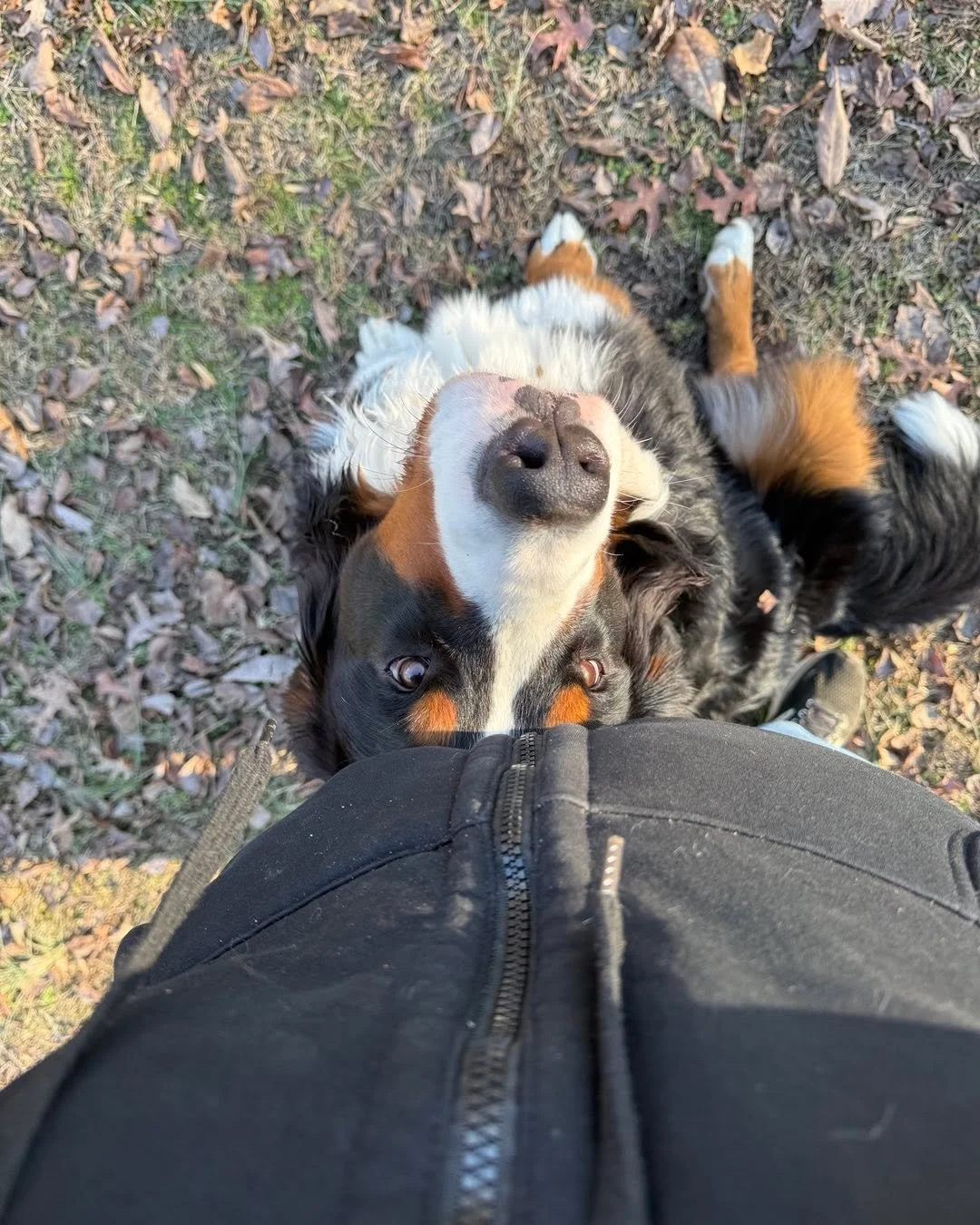Gunner is the absolute best! #bernesemountaindog #dogtraining #dogtrainer #forcefree #oakridge #obediencetraining