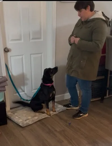 🎉 Progress Update on Layla the Cattledog! 🐾

Layla has been working hard these past few weeks, and we&rsquo;re so proud of how far she&rsquo;s come! Here&rsquo;s a peek at some of the things we&rsquo;ve been focusing on:

🐕 Recalls Away from the F