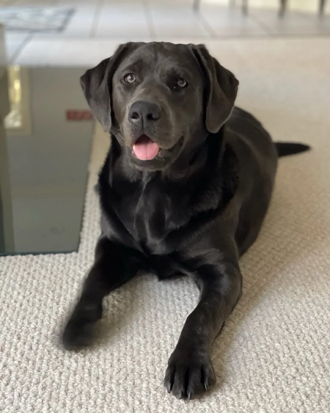 🌟 Meet Isla, our lovable Labrador who's been working hard on her obedience training over the past couple of months! 🐾

From perfecting polite greetings (no more jumping up on visitors!) to learning the art of self-control around snacks and toys 🍖?