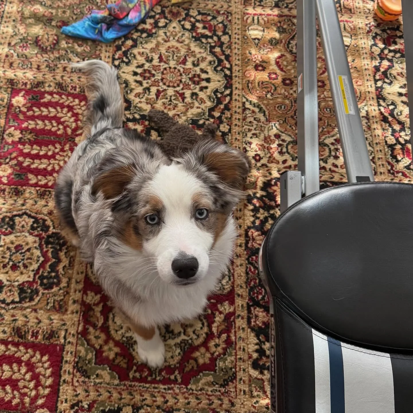 Big wins for this wild child! 🐾 Meet Tucker an energetic Australian shepherd who&rsquo;s learning the art of impulse control. 💪 From constant zoomies to cool, calm, and collected&mdash;this pup is making serious progress!

With some structure, clea