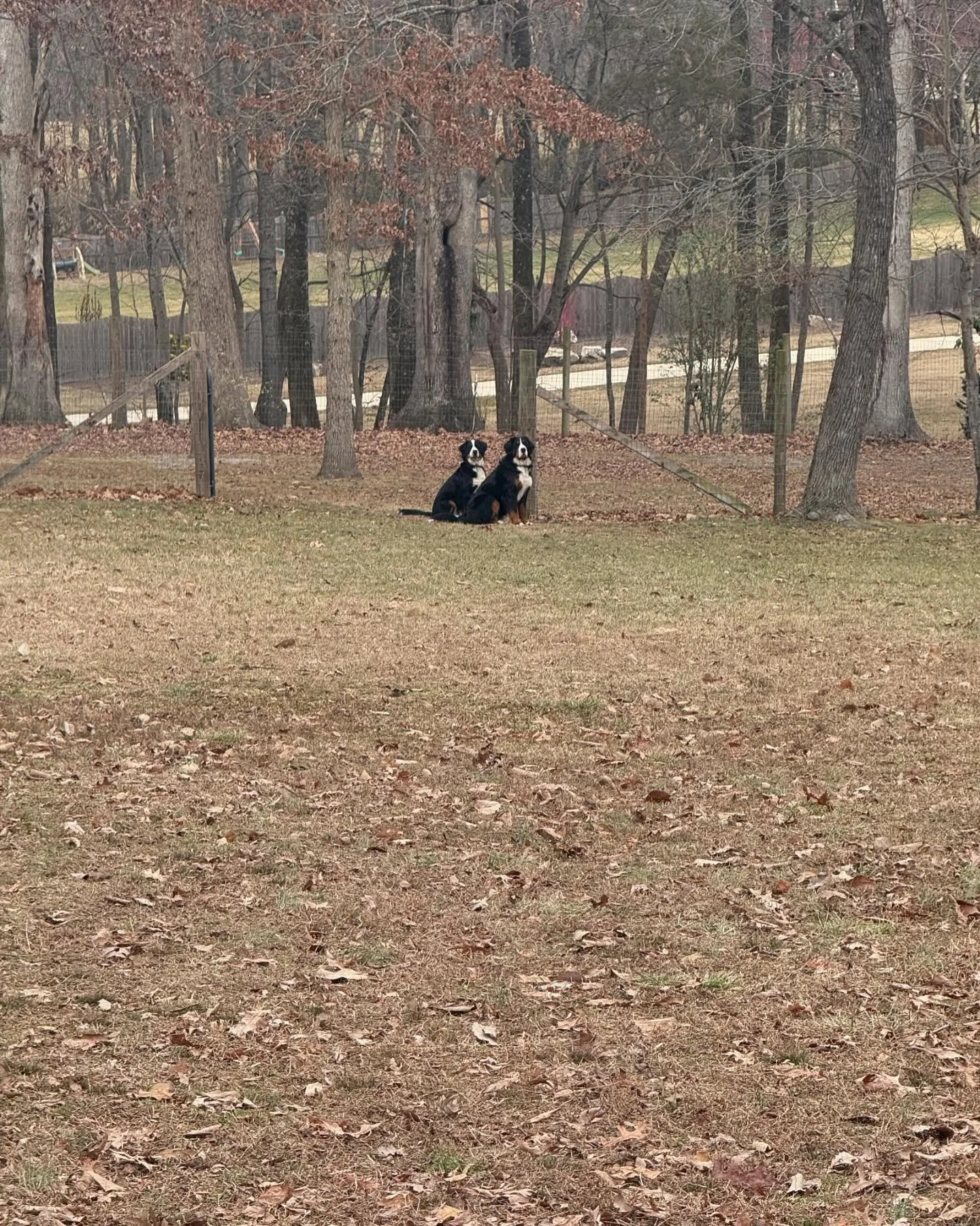 Gunner and Sunny&mdash;two superstar pups crushing their training goals! 🐾✨ They&rsquo;re making incredible progress every day, and it&rsquo;s all thanks to their amazing owner, who practices with them consistently. 💪👏 Your dedication truly makes 
