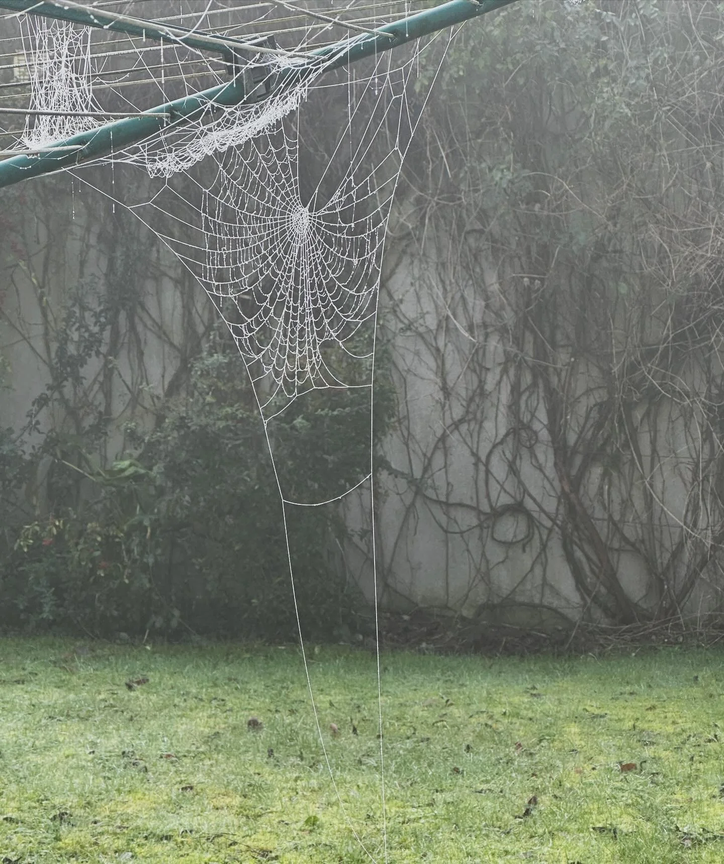 This morning&rsquo;s frost dew unveils last night&rsquo;s art. Spiders are nature&rsquo;s finest acrobat artists. How do they do it? ✨🕷️❄️🤍

#sundaymagic #naturesart #silverthread #spinmeadressplease