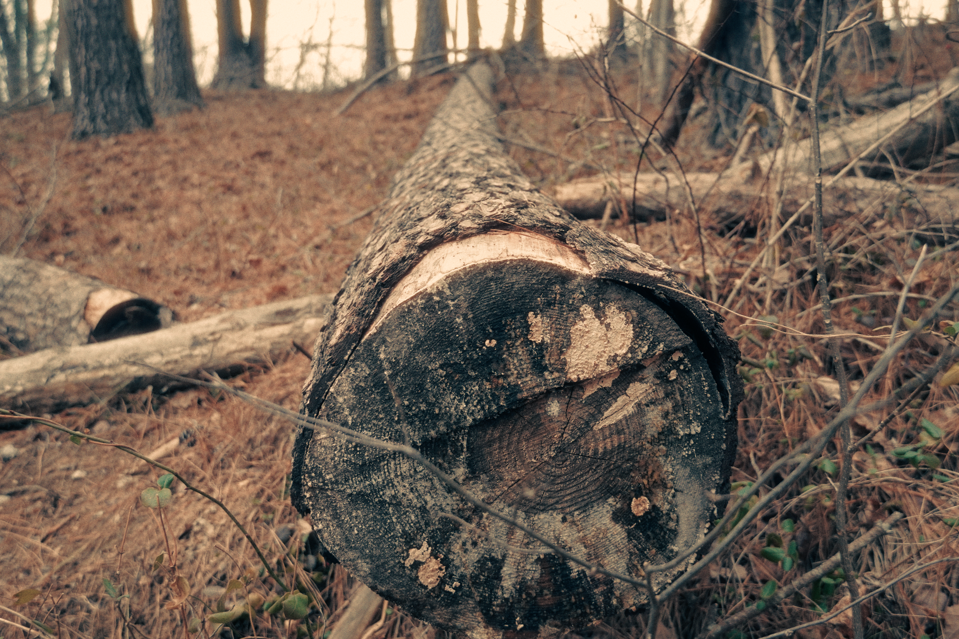 Still 2026-01-10 120845_1.2.1.png