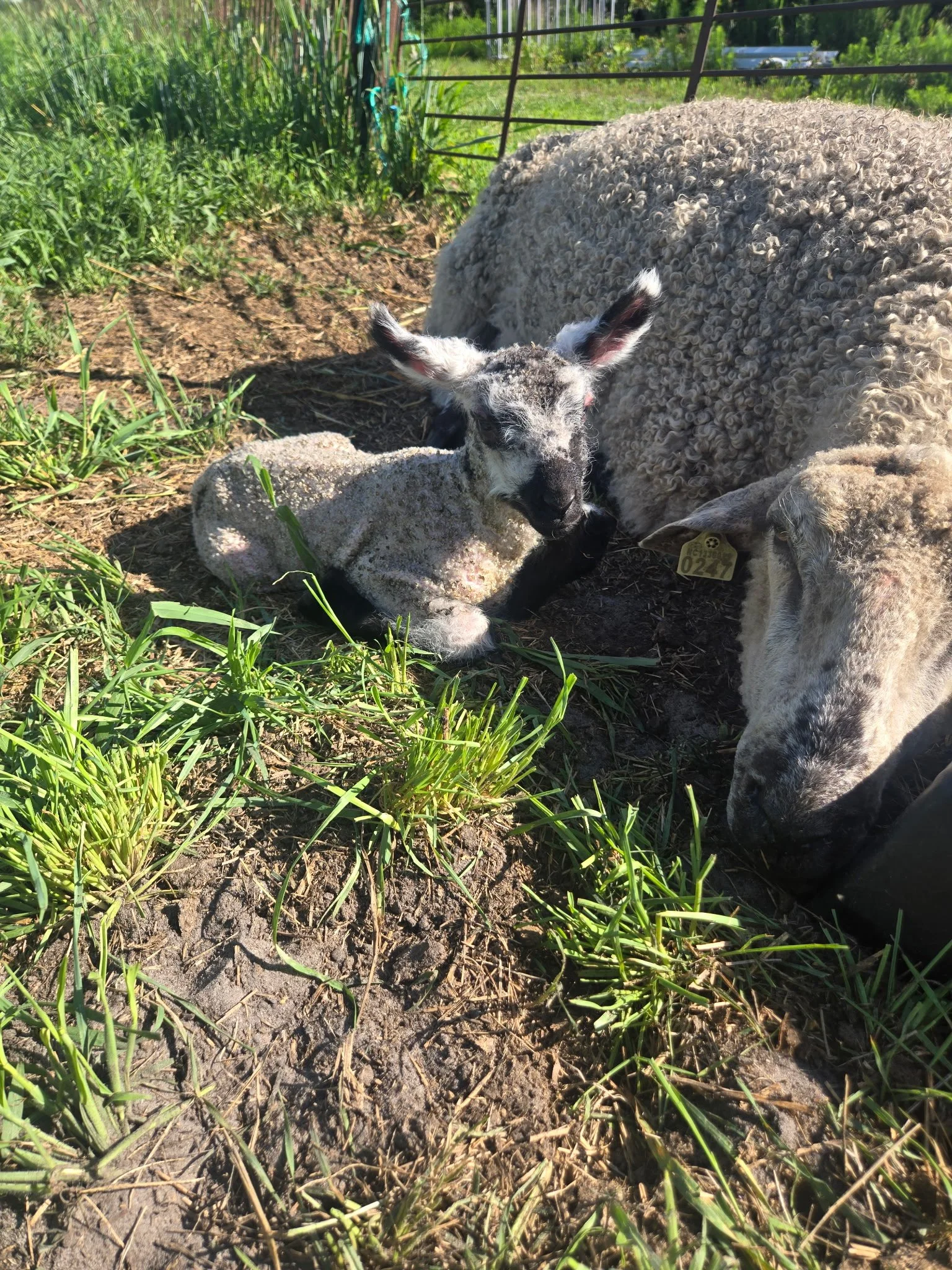 teeswater lamb.jpg