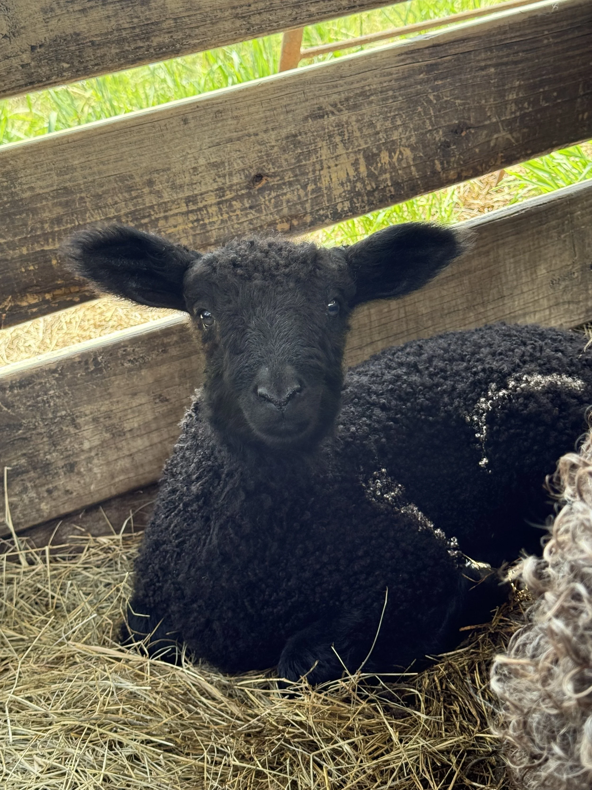 teeswater lamb 2.jpg