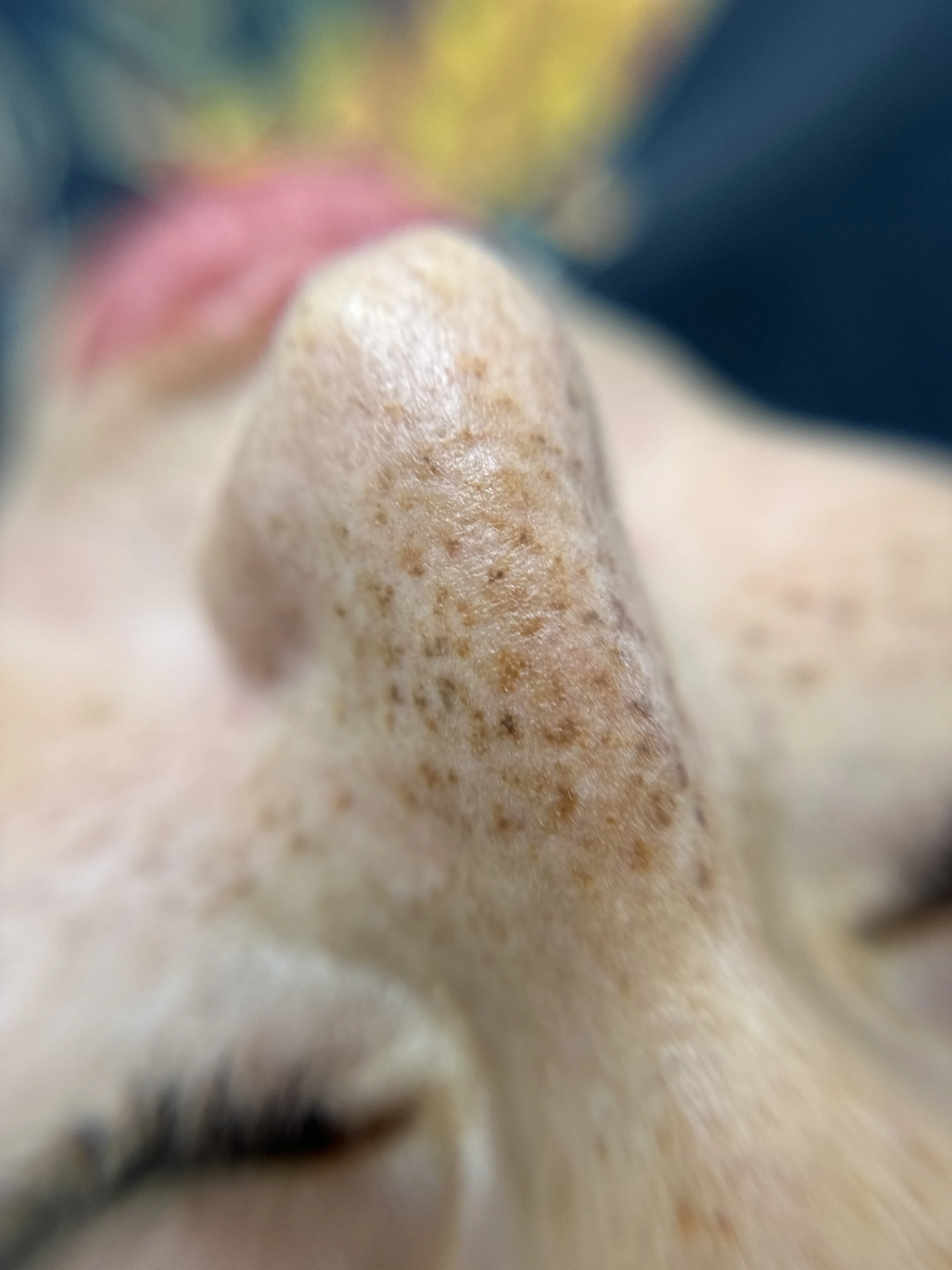 macro lens healed faux freckles