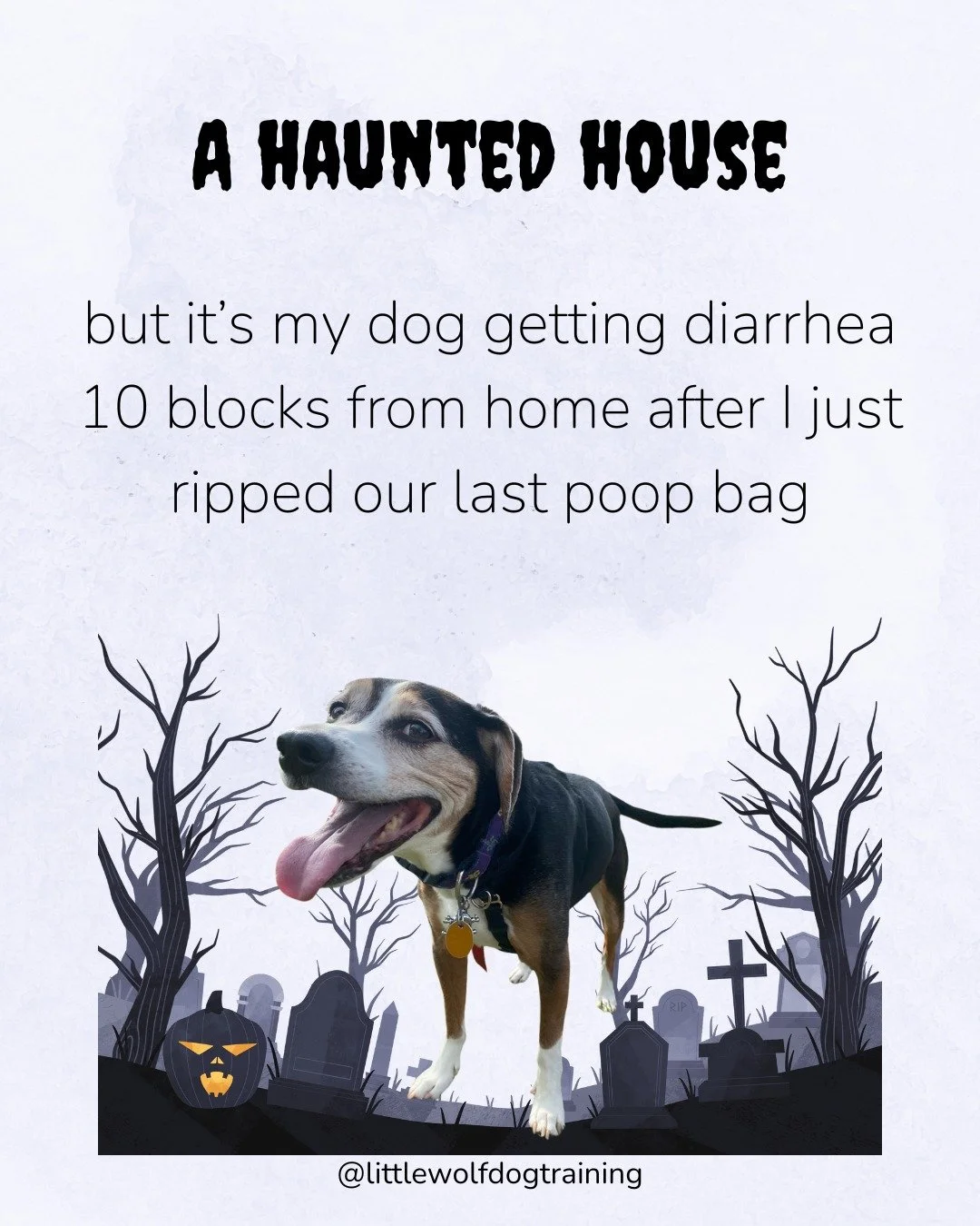 Happy Halloween from the original Little Wolf!🐺👻 #littlewolfdogtraining #littlewolf #jerseycity #hoboken #dogtraining