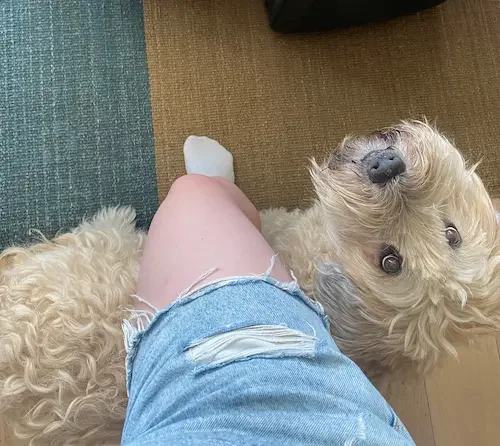 A person wearing torn denim shorts and a white sock on their foot, sitting on a multicolored carpet, with a fluffy golden-colored dog lying on its back, looking up at the camera.
