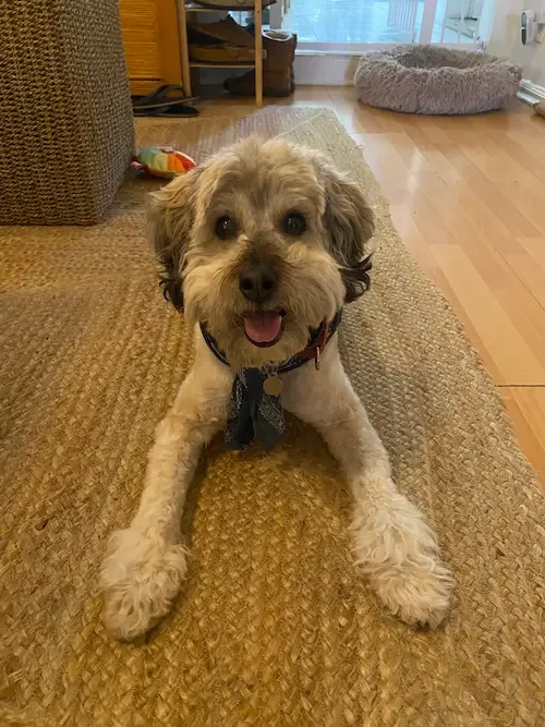 A happy, fluffy dog lying on a woven rug inside a house.