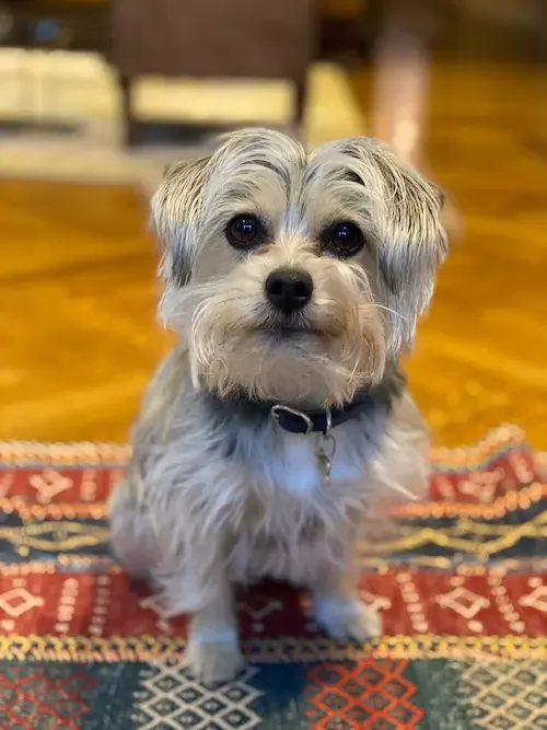 A small dog with gray and white fur, sitting on a colorful patterned rug indoors, looking directly at the camera.