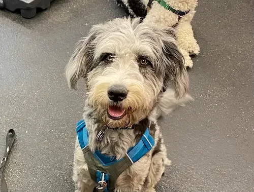 A happy a curly-coated dog with a gray and white coat, wearing a blue harness, sitting on a gray carpeted floor during Day School with Little Wolf Dog Training. Another dog with curly fur and a green collar is partially visible in the background.