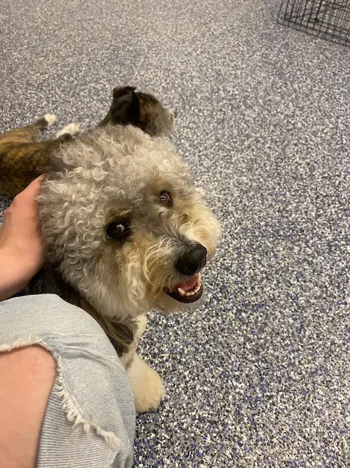 A person petting a happy, fluffy, curly-haired dog with tan and gray fur on a blue speckled carpet. In the background, there are two more dogs lying down.